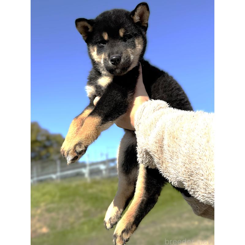 成約済の宮城県の柴犬-416652の10枚目