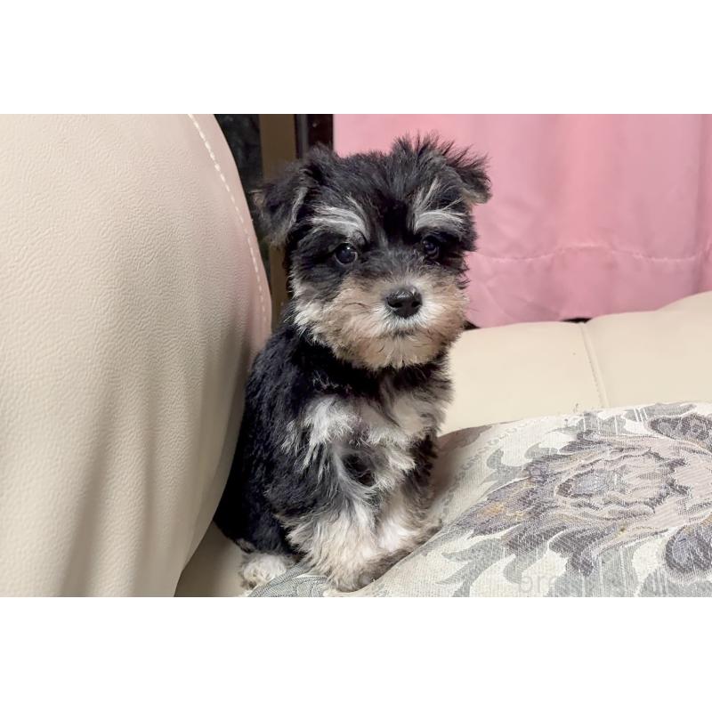 販売中の茨城県のマルシュナ:マルチーズ×ミニチュアシュナウザー-426605の6枚目