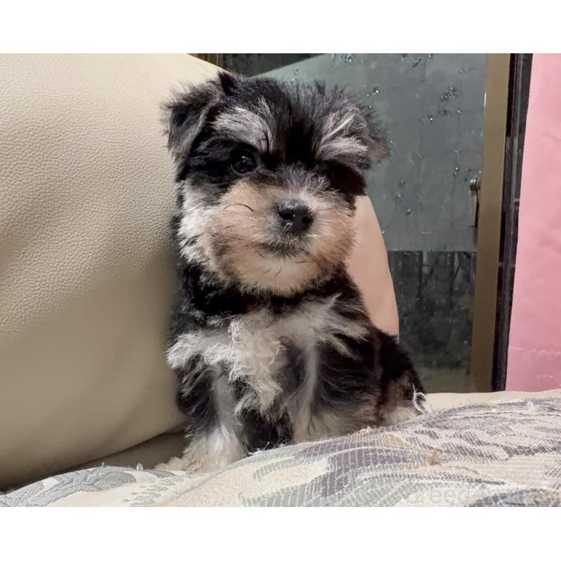 販売中の茨城県のマルシュナ:マルチーズ×ミニチュアシュナウザー-426605の5枚目