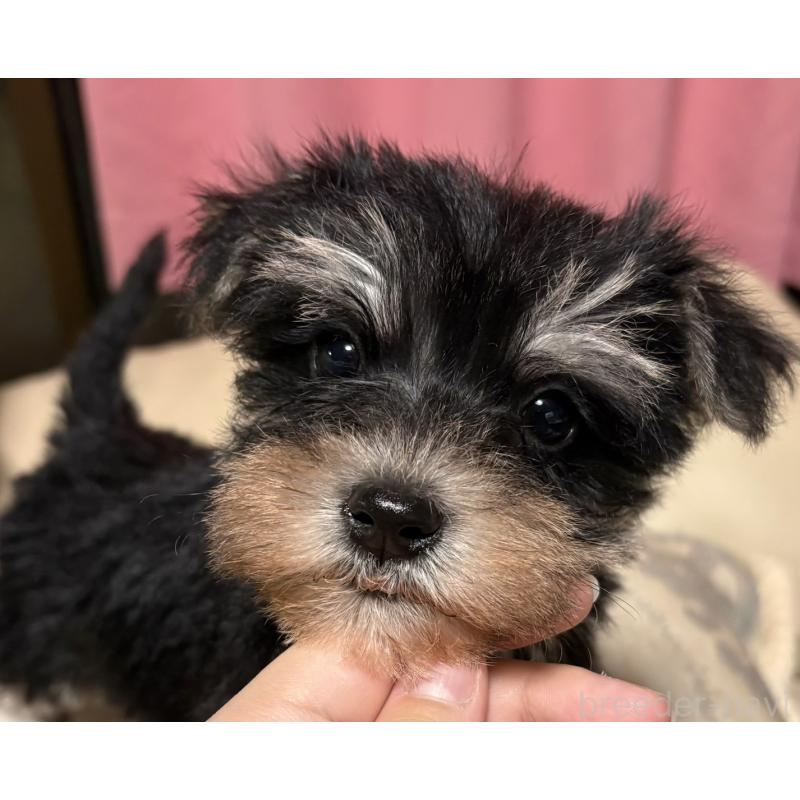 販売中の茨城県のマルシュナ:マルチーズ×ミニチュアシュナウザー-426605の4枚目