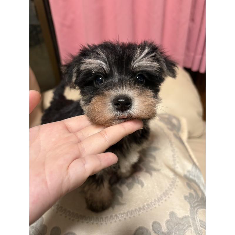 販売中の茨城県のマルシュナ:マルチーズ×ミニチュアシュナウザー-426605の3枚目