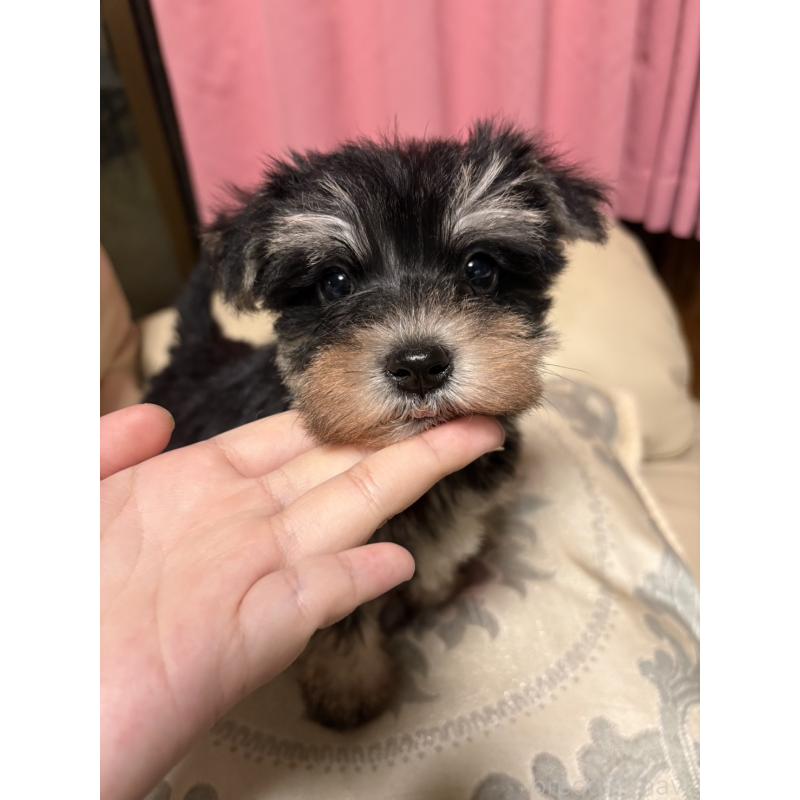 販売中の茨城県のマルシュナ:マルチーズ×ミニチュアシュナウザー-426605の2枚目