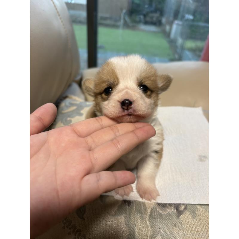 販売中の茨城県のウェルシュコーギーペンブローク-426608の5枚目