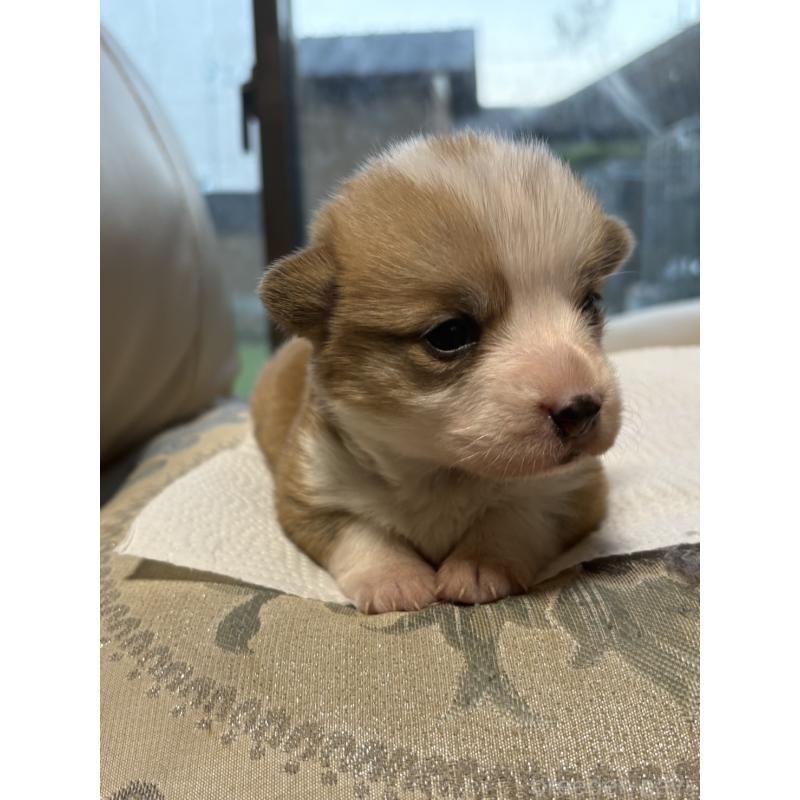 販売中の茨城県のウェルシュコーギーペンブローク-426608の3枚目