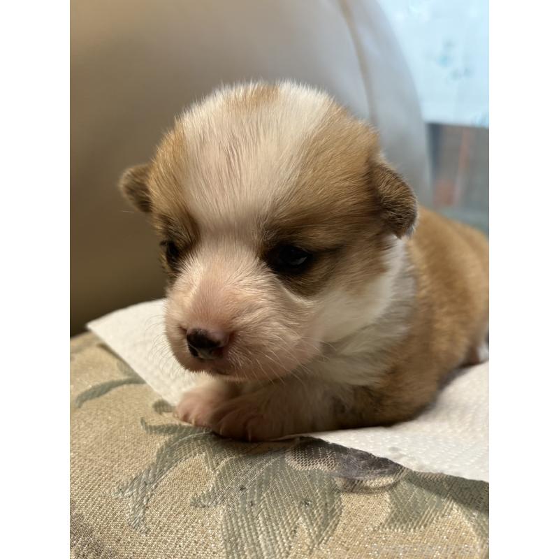 販売中の茨城県のウェルシュコーギーペンブローク-426608の2枚目