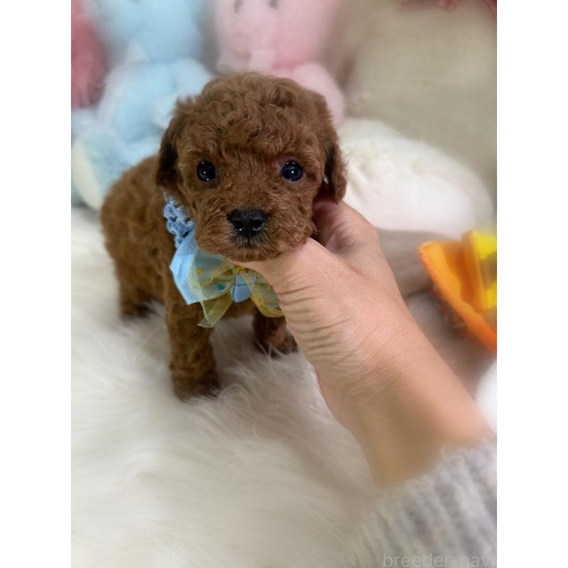 販売中の香川県のトイプードル-426607の5枚目