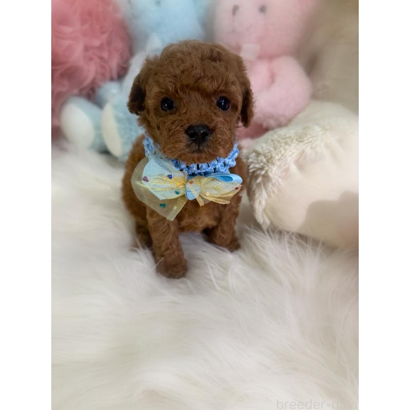 販売中の香川県のトイプードル-426607の4枚目