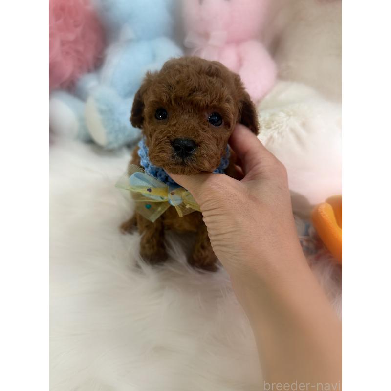 販売中の香川県のトイプードル-426607の3枚目