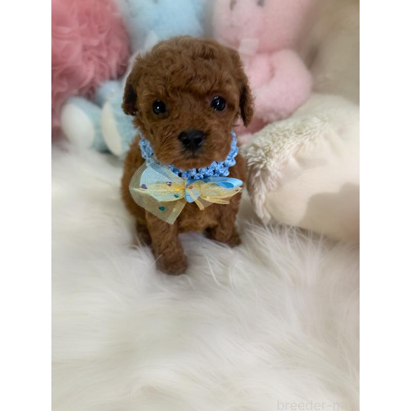 販売中の香川県のトイプードル-426607の2枚目