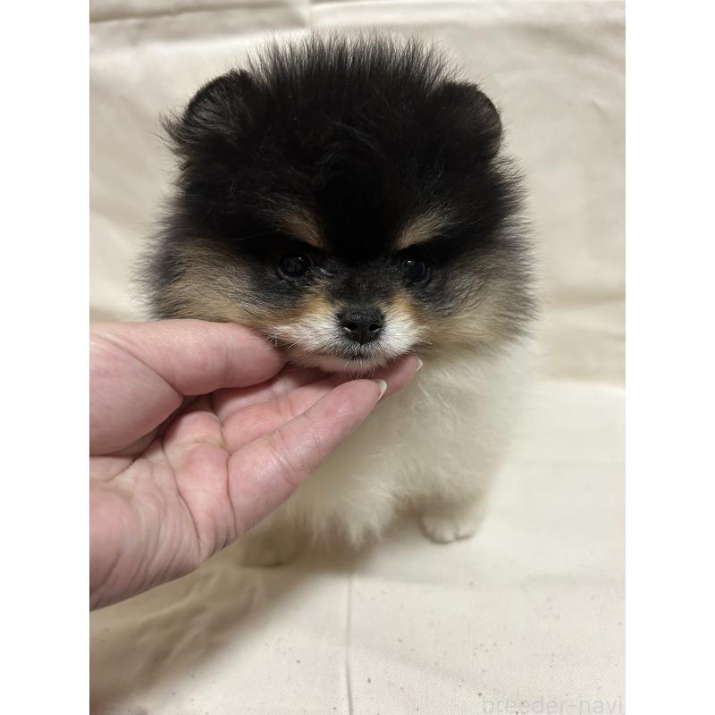 販売中の大阪府のポメラニアン-426460の4枚目