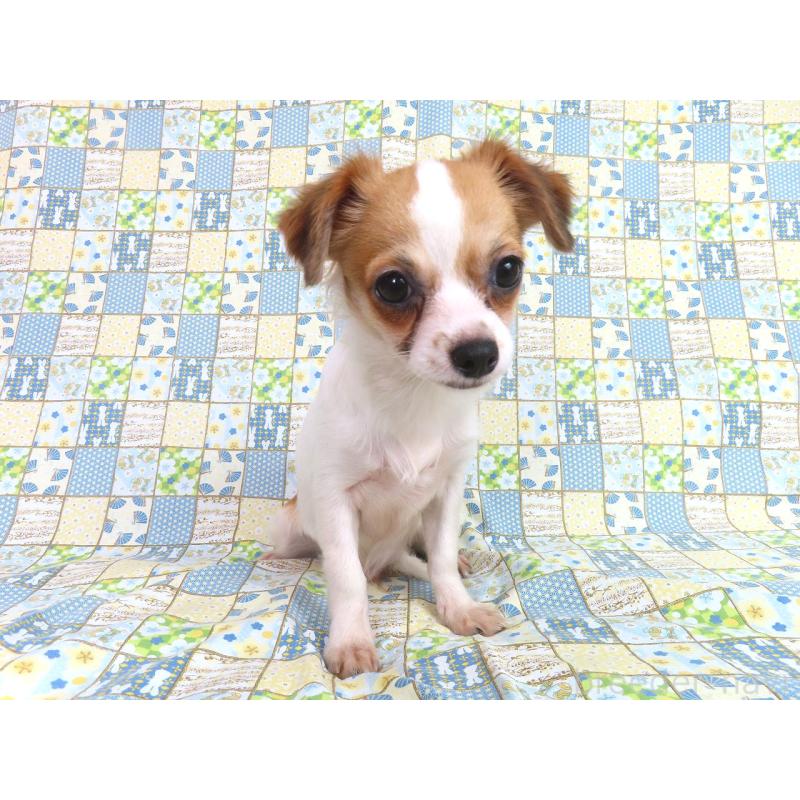 販売中の千葉県のチワワ(ロングコート)-397246の4枚目