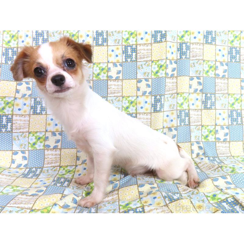 販売中の千葉県のチワワ(ロングコート)-397246の3枚目