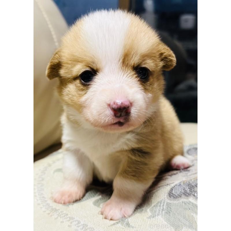 販売中の茨城県のウェルシュコーギーペンブローク-426609の5枚目