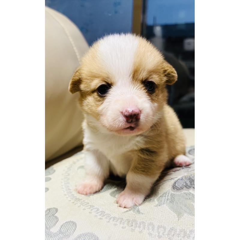 販売中の茨城県のウェルシュコーギーペンブローク-426609の4枚目