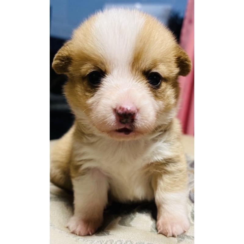 販売中の茨城県のウェルシュコーギーペンブローク-426609の3枚目