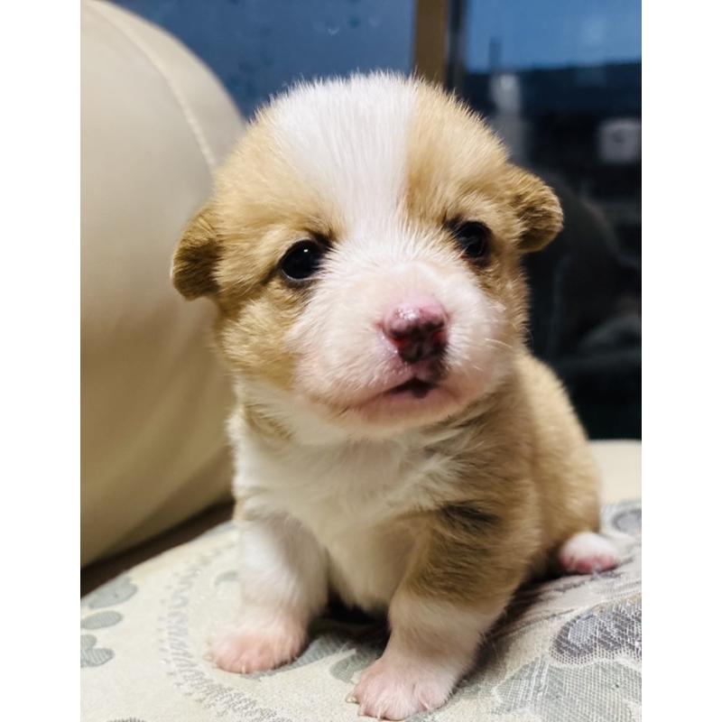 販売中の茨城県のウェルシュコーギーペンブローク-426609の2枚目