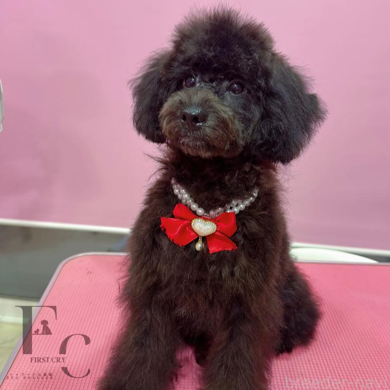 販売中の栃木県のトイプードル-406805の1枚目