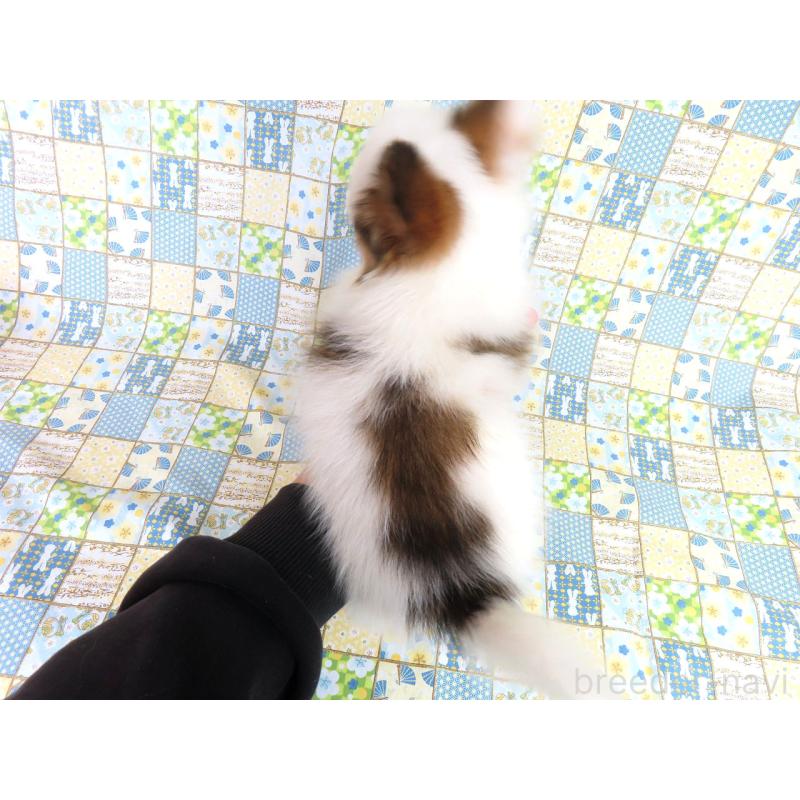 成約済の千葉県のパピヨン-422274の10枚目