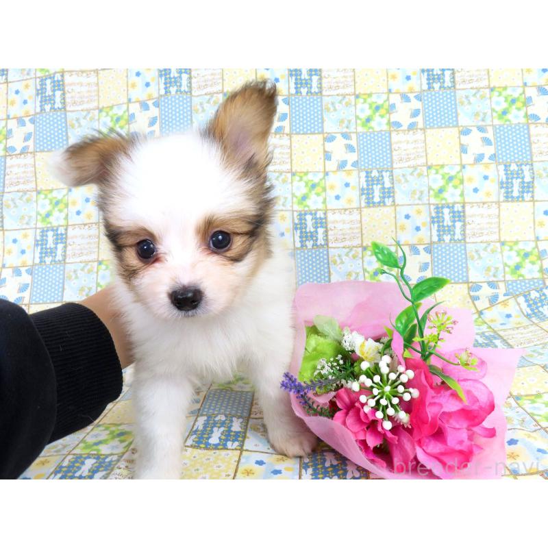 成約済の千葉県のパピヨン-422274の9枚目