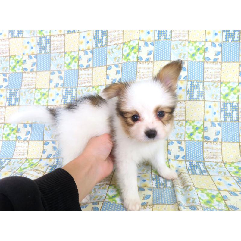 成約済の千葉県のパピヨン-422274の8枚目