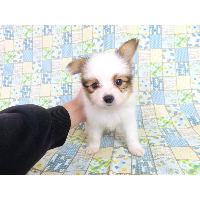 成約済の千葉県のパピヨン-422274の7枚目