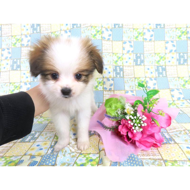 成約済の千葉県のパピヨン-422291の9枚目