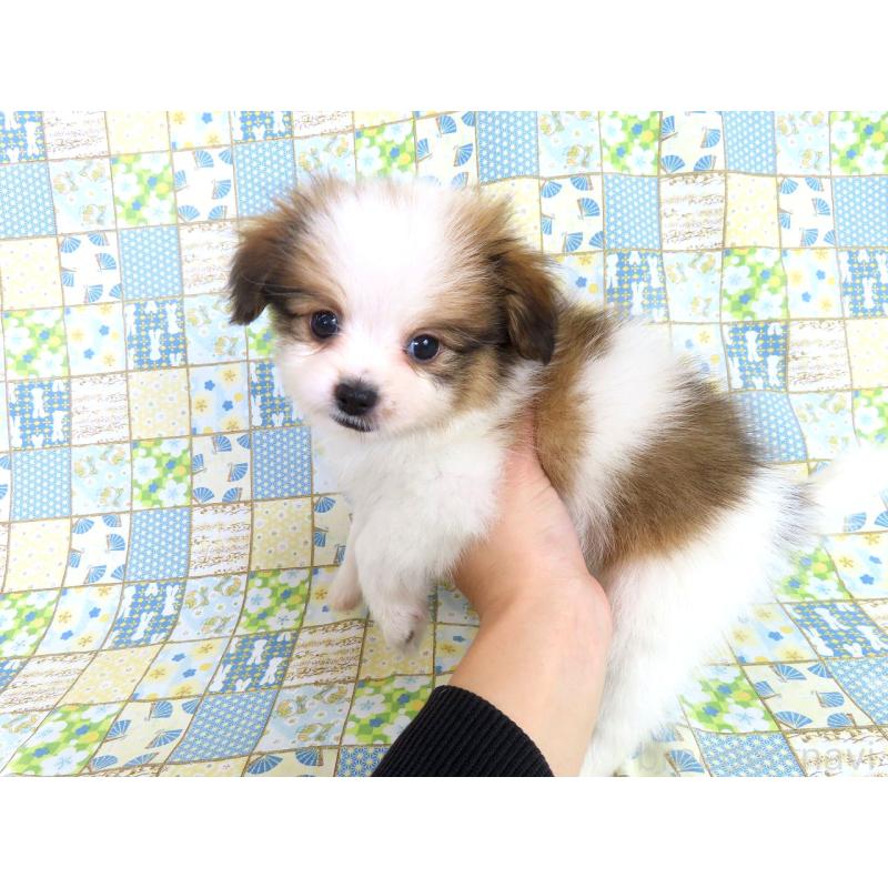 成約済の千葉県のパピヨン-422291の8枚目