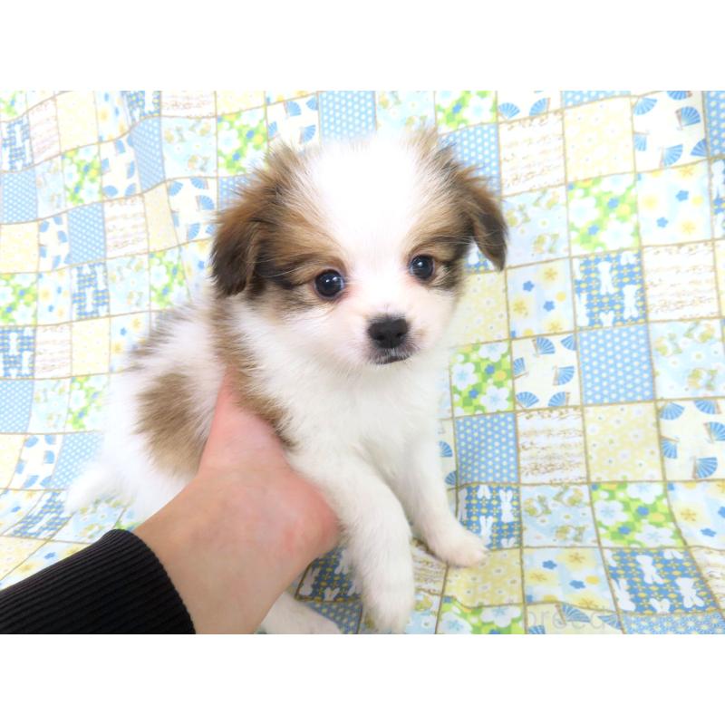 成約済の千葉県のパピヨン-422291の7枚目