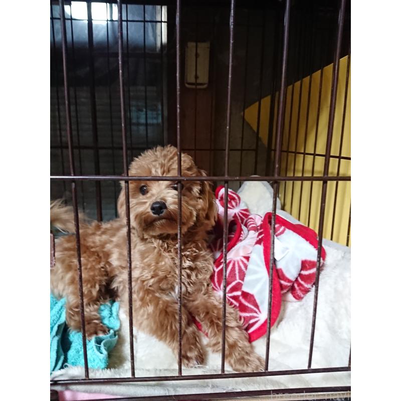 販売中の栃木県のマルプー:マルチーズ×トイプードル-389880