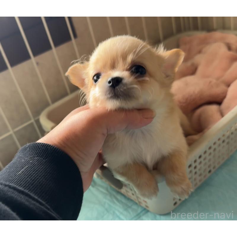 販売中の福岡県のチワワ(ロングコート)-426612の1枚目