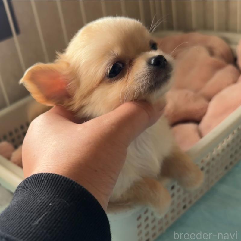 販売中の福岡県のチワワ(ロングコート)-426612の9枚目