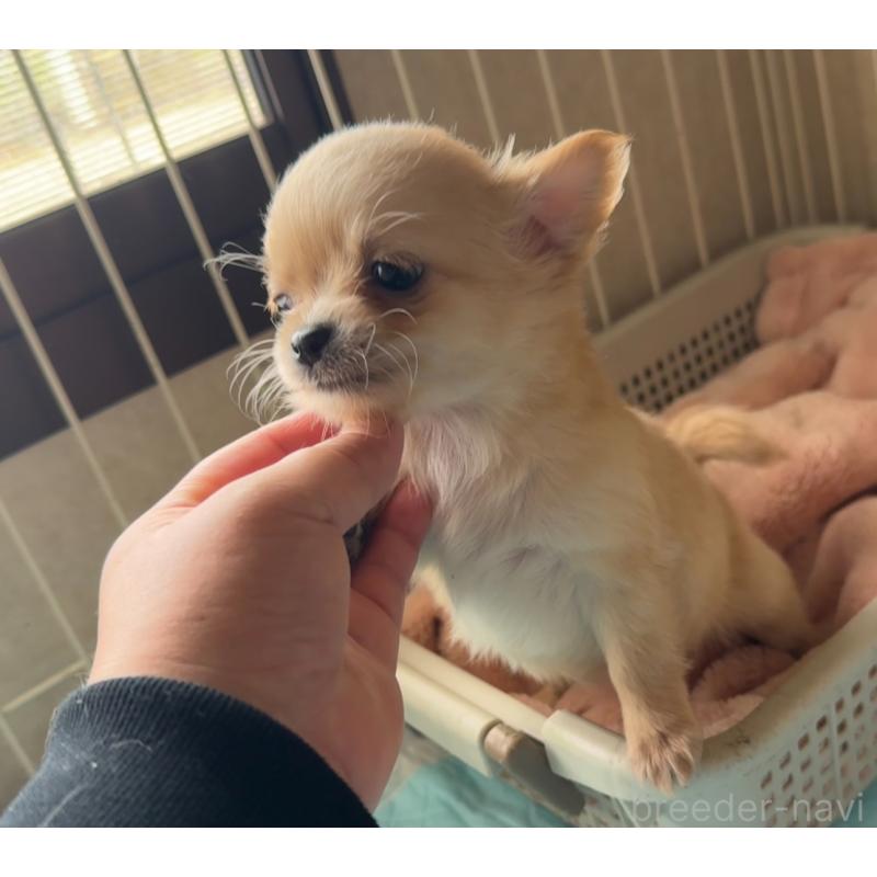 販売中の福岡県のチワワ(ロングコート)-426612の8枚目