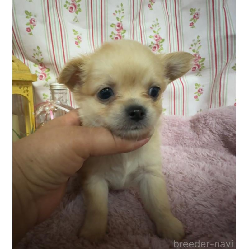 販売中の福岡県のチワワ(ロングコート)-426612の7枚目