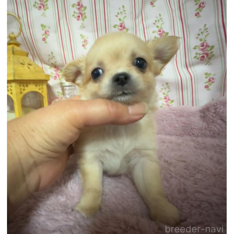 販売中の福岡県のチワワ(ロングコート)-426612の6枚目