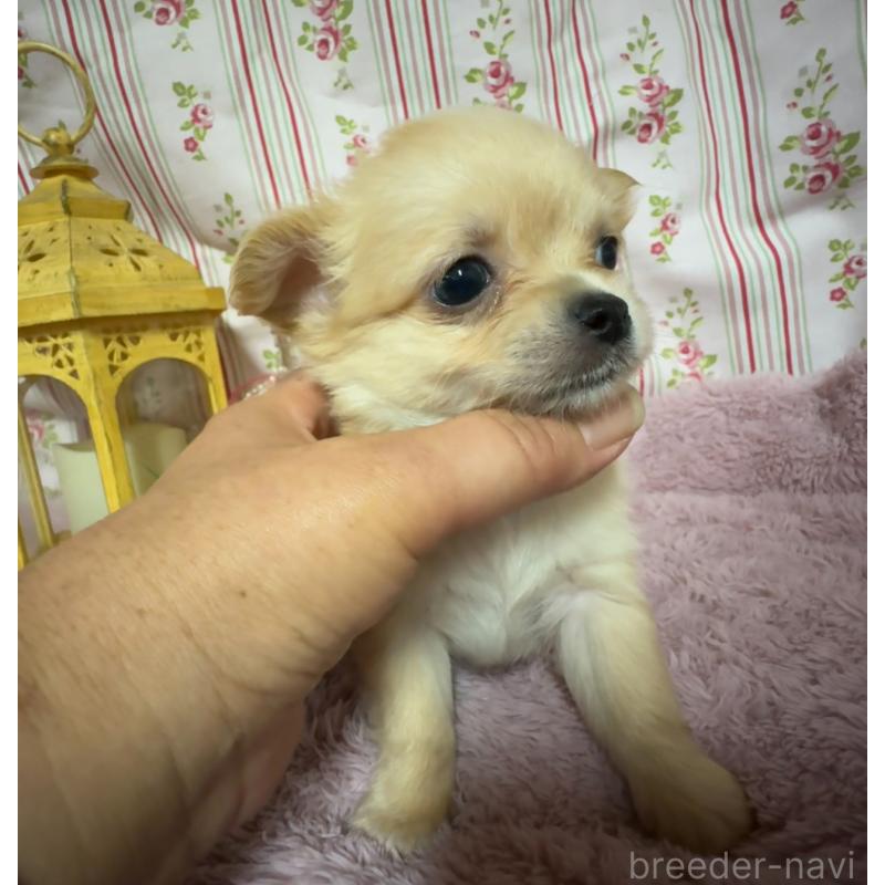 販売中の福岡県のチワワ(ロングコート)-426612の5枚目