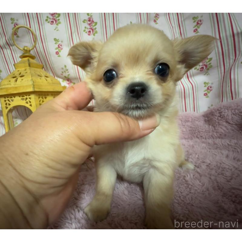 販売中の福岡県のチワワ(ロングコート)-426612の4枚目