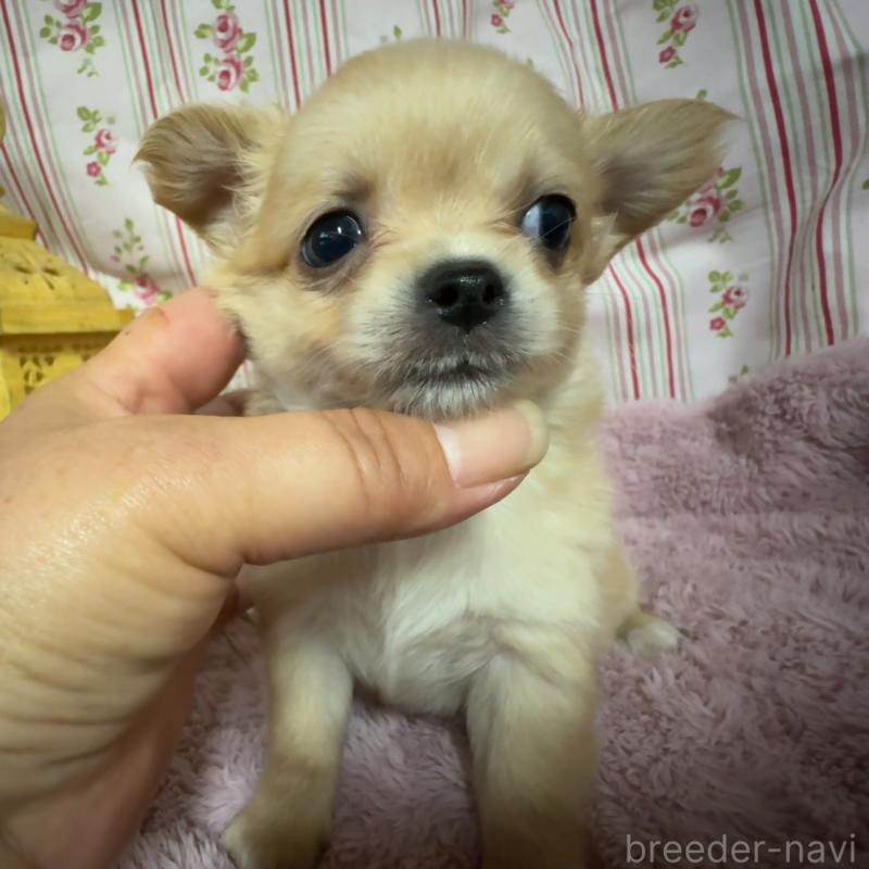 販売中の福岡県のチワワ(ロングコート)-426612の3枚目