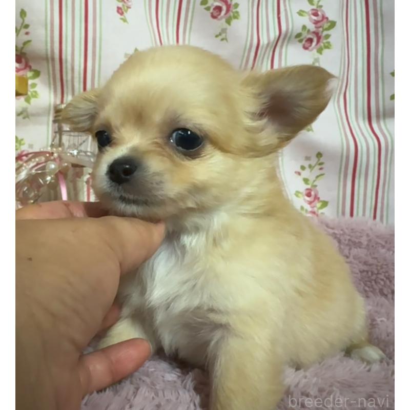 販売中の福岡県のチワワ(ロングコート)-426612の2枚目