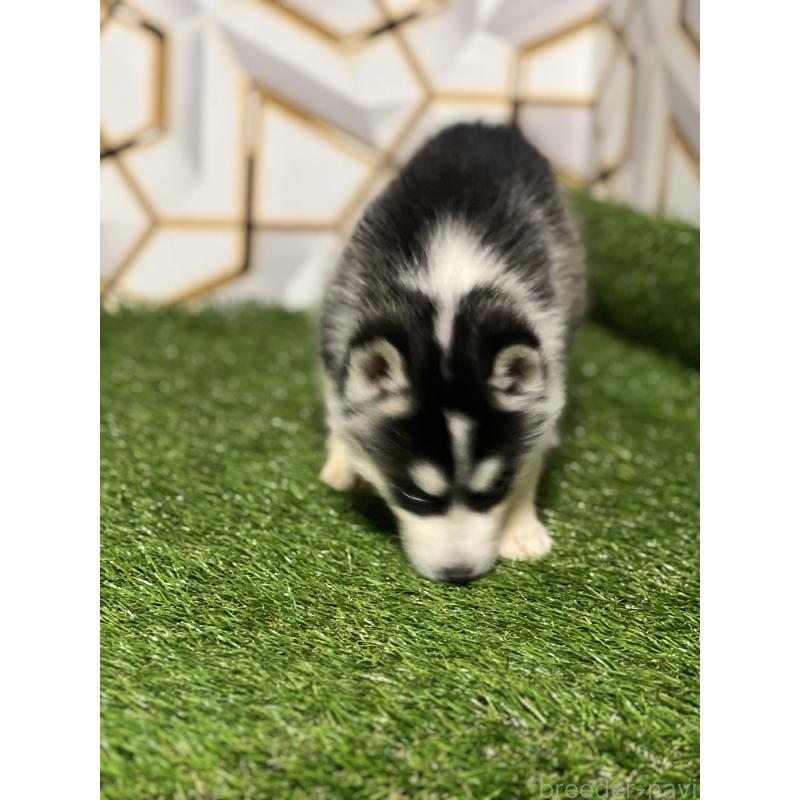 販売中の静岡県のシベリアンハスキー-426614の7枚目