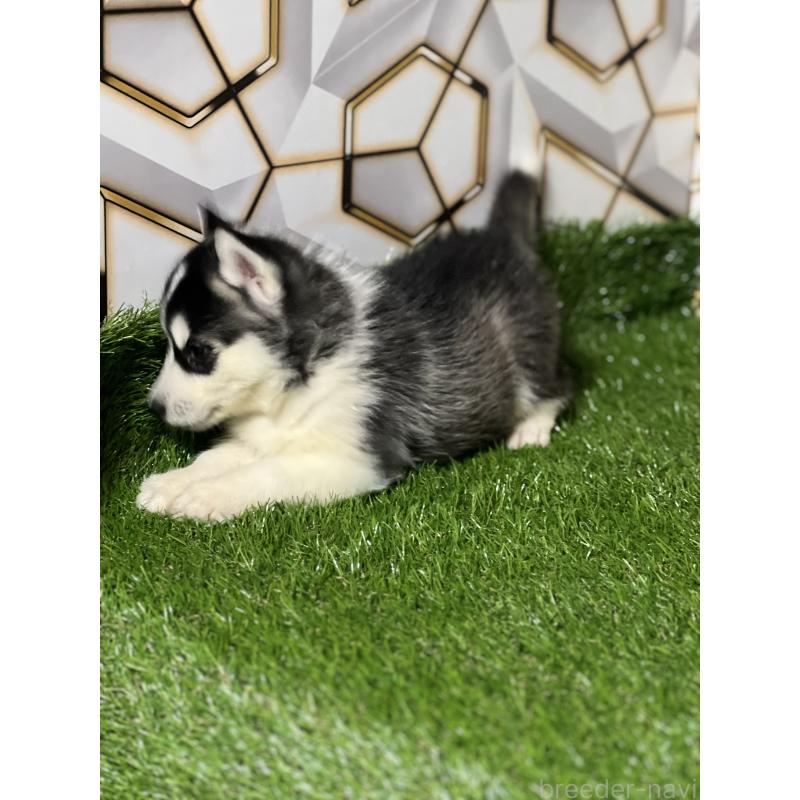 販売中の静岡県のシベリアンハスキー-426614の6枚目