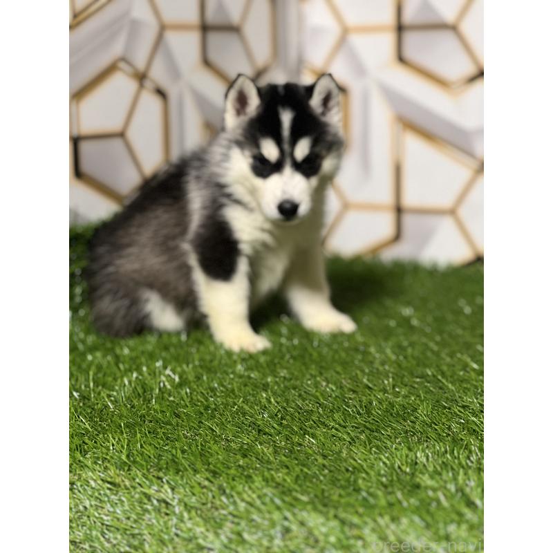 販売中の静岡県のシベリアンハスキー-426614の5枚目