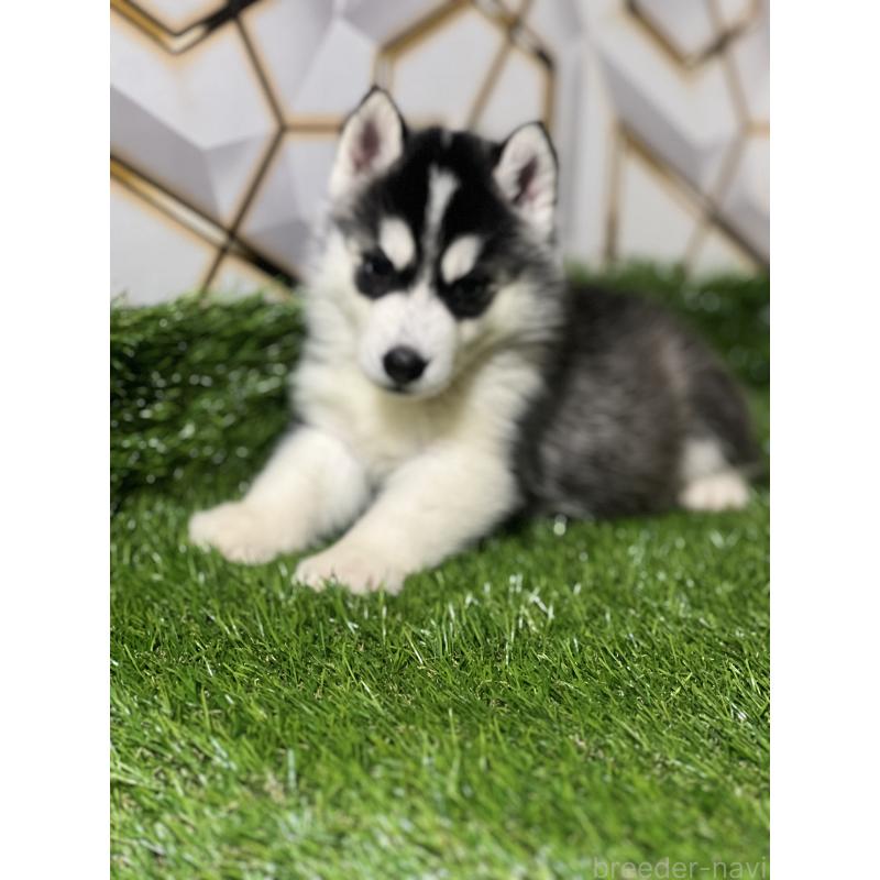 販売中の静岡県のシベリアンハスキー-426614の4枚目