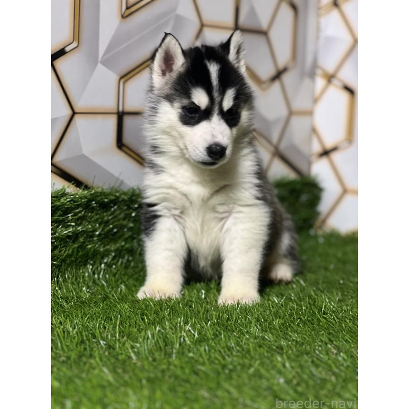 販売中の静岡県のシベリアンハスキー-426614の3枚目