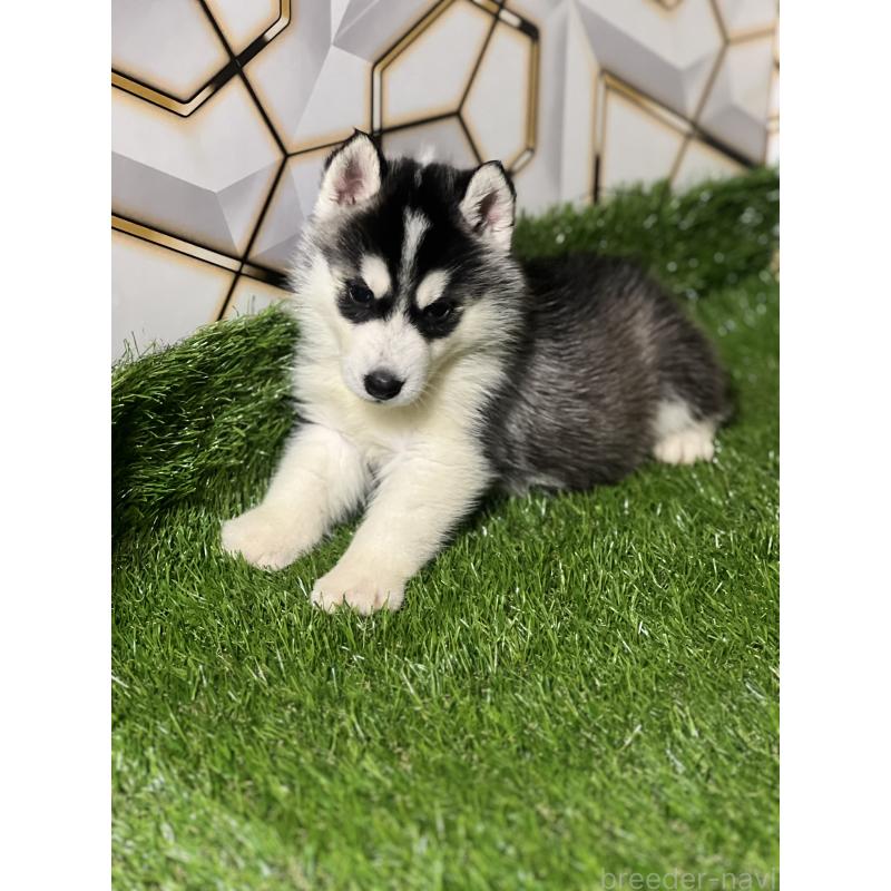販売中の静岡県のシベリアンハスキー-426614の2枚目