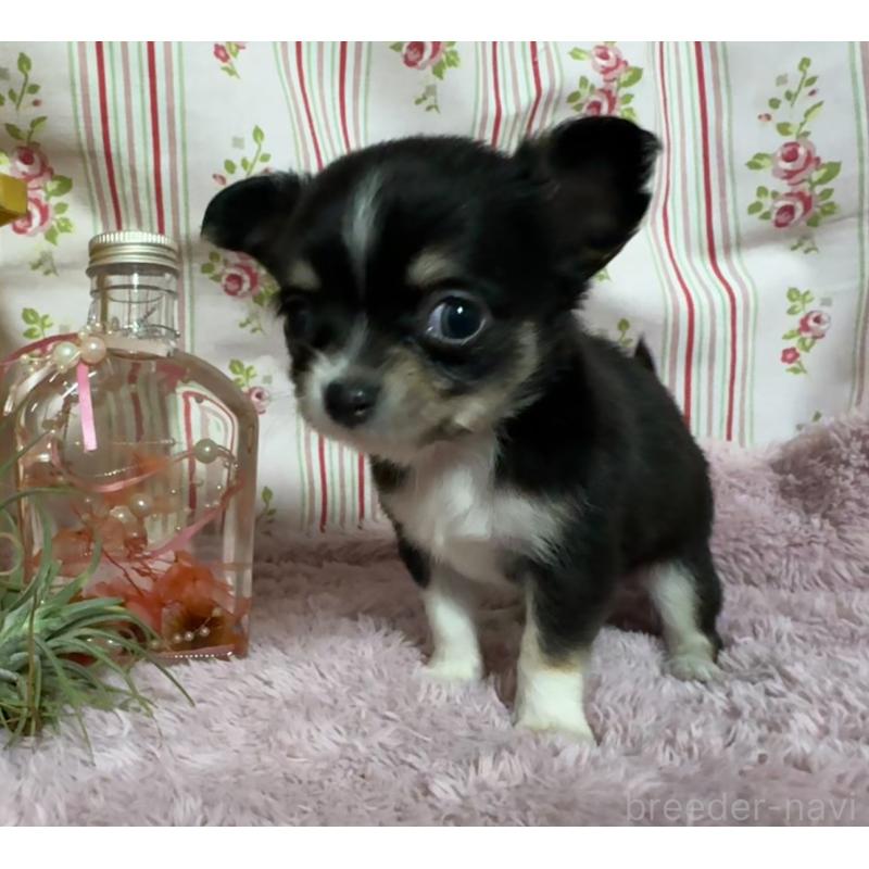 販売中の福岡県のチワワ(ロングコート)-426613