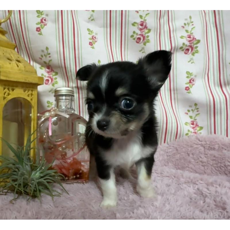 販売中の福岡県のチワワ(ロングコート)-426613の8枚目