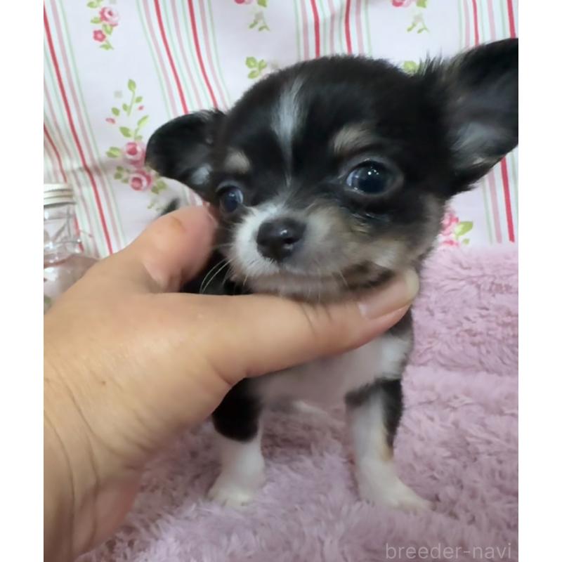 販売中の福岡県のチワワ(ロングコート)-426613の7枚目