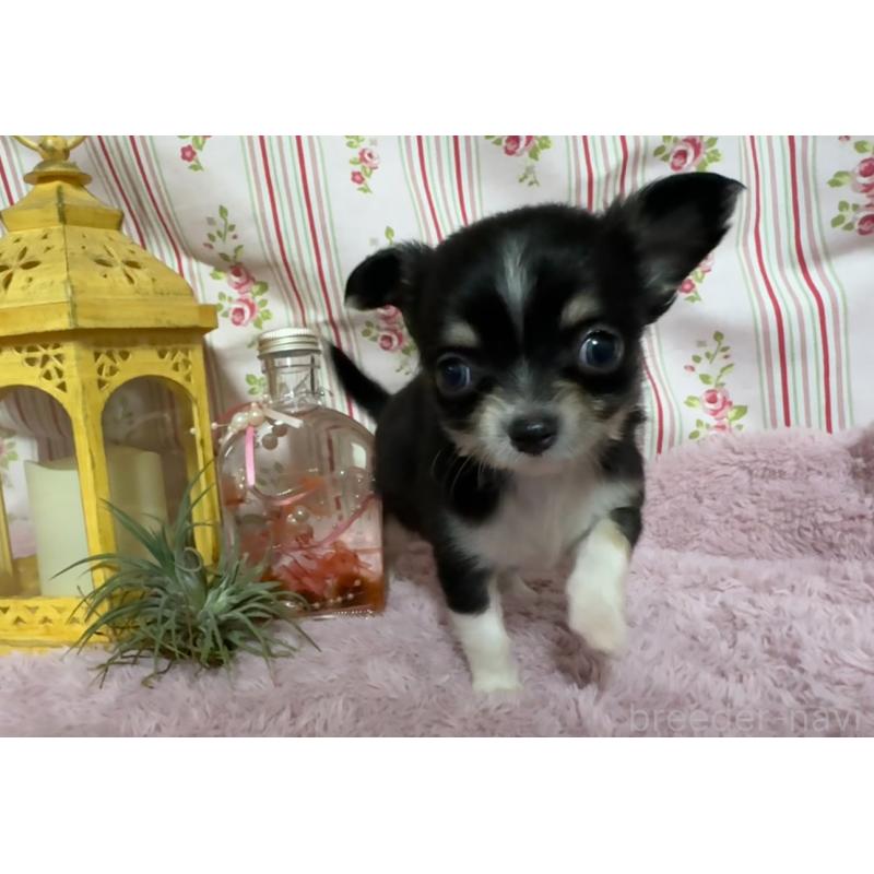 販売中の福岡県のチワワ(ロングコート)-426613の6枚目