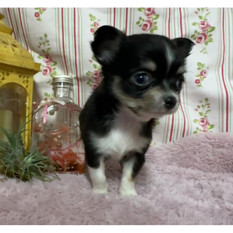 販売中の福岡県のチワワ(ロングコート)-426613の5枚目