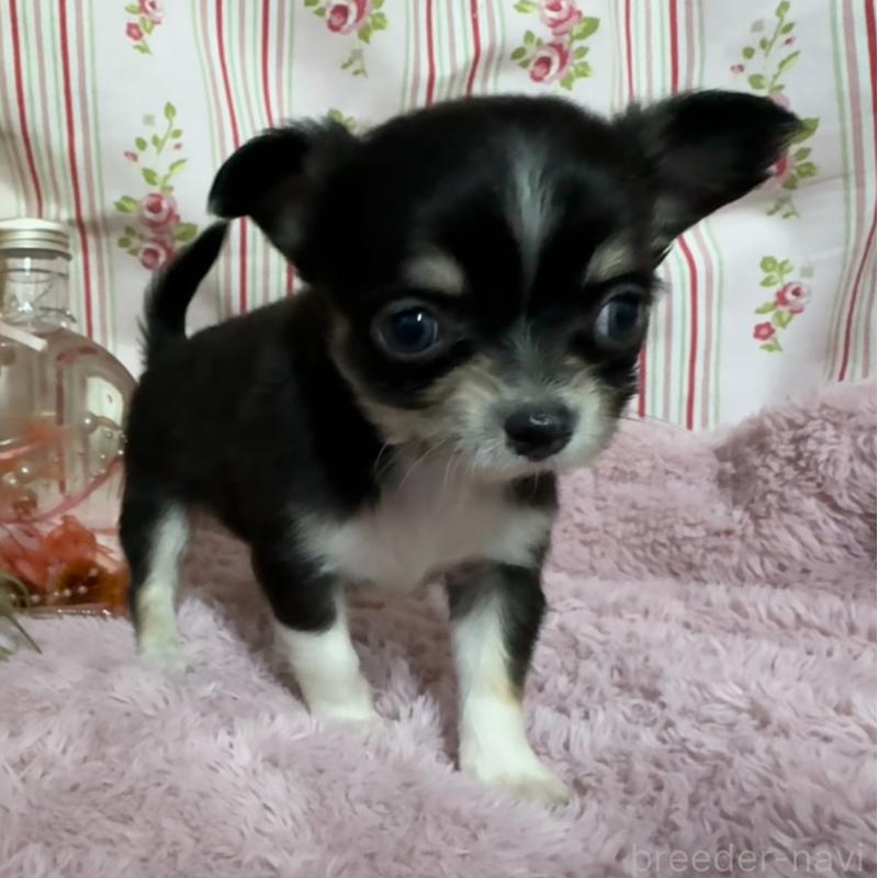 販売中の福岡県のチワワ(ロングコート)-426613の4枚目